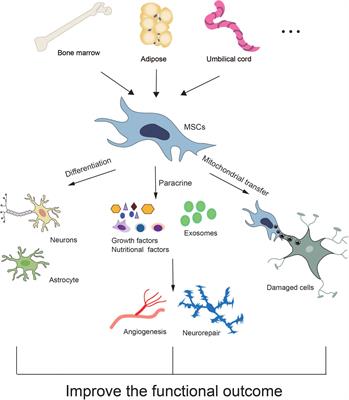 Mesenchymal Stem Cell-Based Therapy for Stroke: Current Understanding and Challenges